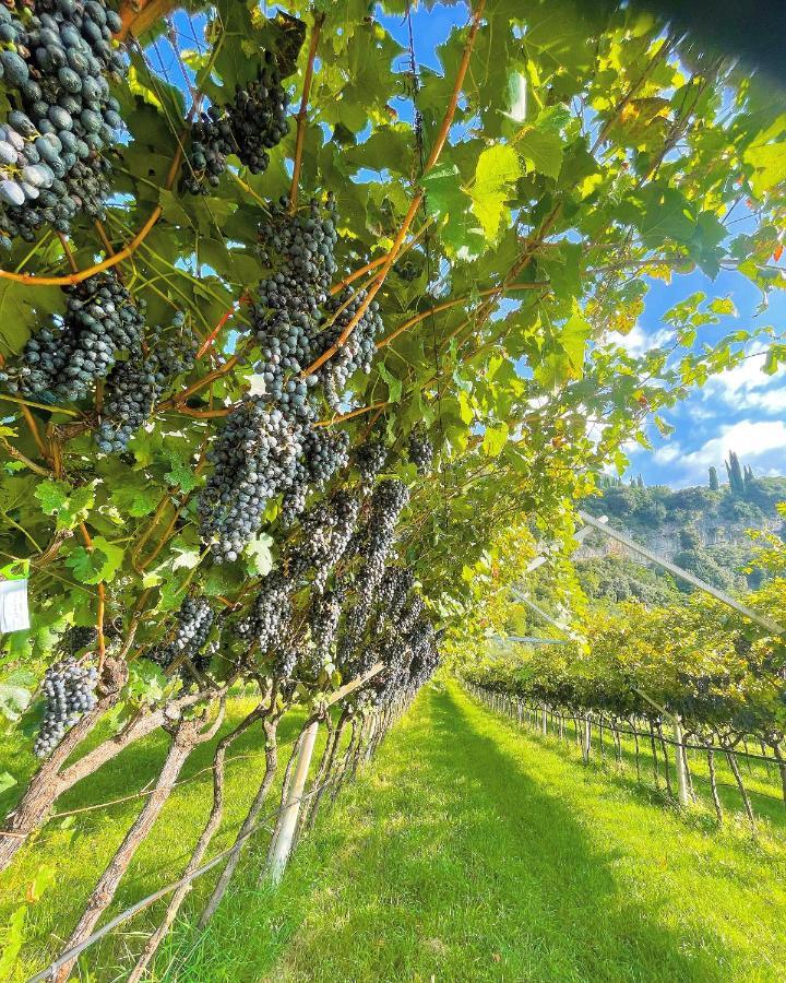 Appartamento Lucia Torbole Sul Garda Exteriör bild